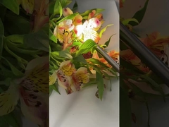 Τού-D100A 4K ιατρική κάμερα ενδοσκόπου με φως LED 100W για ΟΡΤ και Γυναικολογία